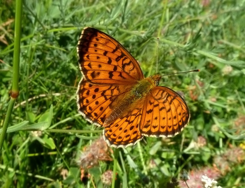 Melitae (?) da ID - Brenthis spp.